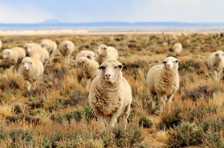 Free stock image of Herd of Sheep created by Pixabay
