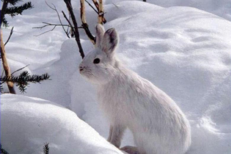 Free stock image of Snowshoe Hare created by Pixabay