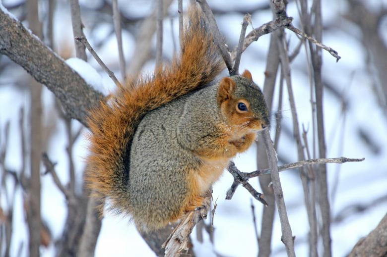 Free stock image of Squirrel on the Branch created by Pixabay