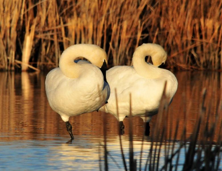 Free stock image of Trumpeter Swans created by Pixabay