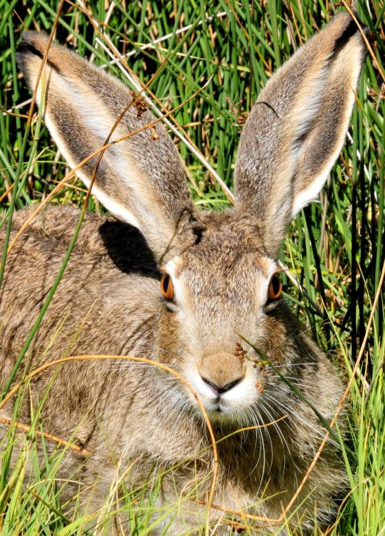 Free stock image of White Tailed Jackrabbit created by Pixabay