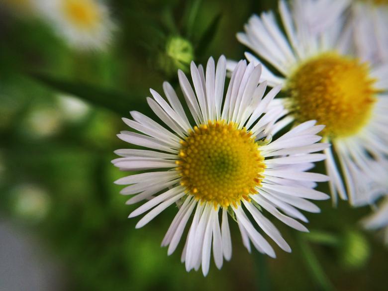 Free stock image of Wildflowers created by Nature Girl