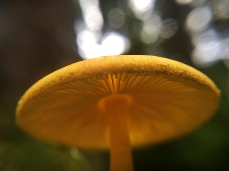 Free stock image of The Magic Forest created by Nature Girl