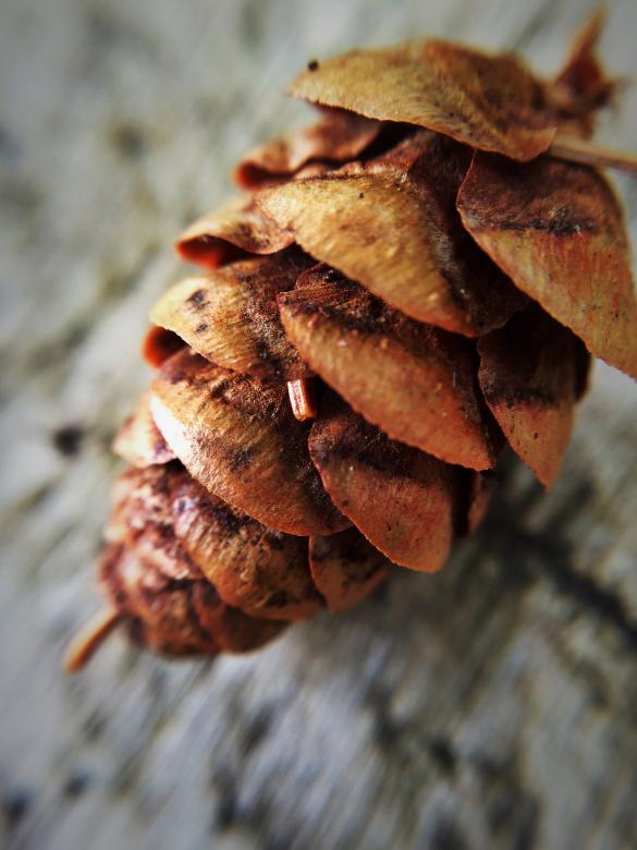 Free stock image of Macro Pine Cone created by Nature Girl