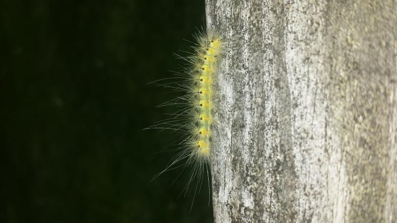Free stock image of Caterpillar created by Nature Girl