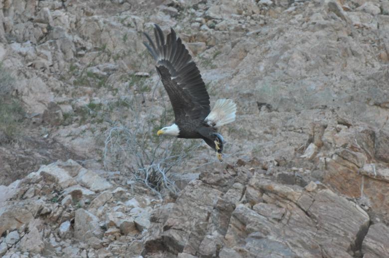 Free stock image of Bald Eagle created by Pixabay