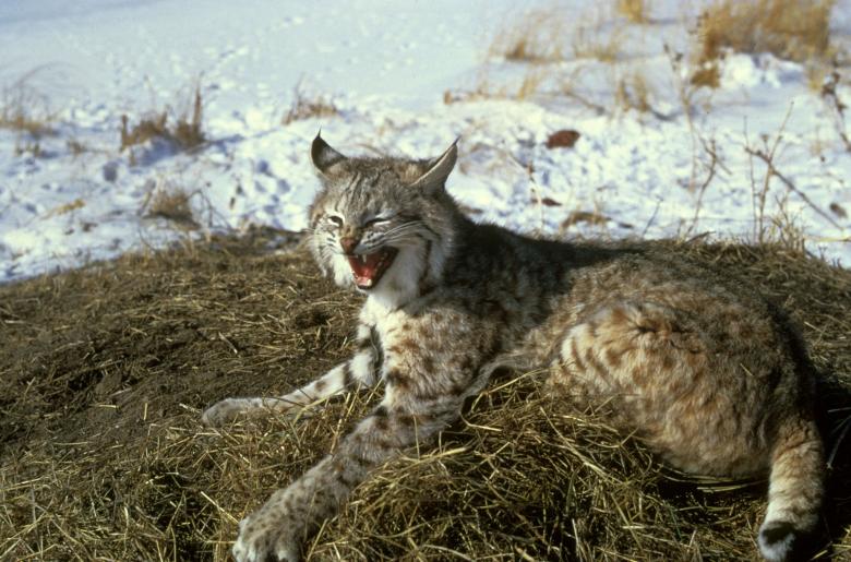Free stock image of Wild Bobcat created by Pixabay
