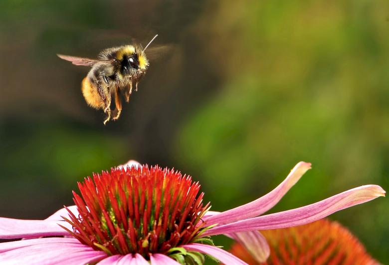 Free stock image of Bumblebee on the Flower created by Pixabay