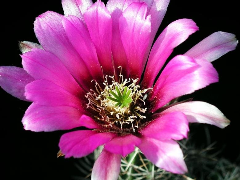 Free stock image of Flower in the Garden created by Pixabay