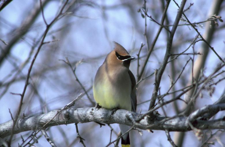 Free stock image of Cedar Waxwing created by Pixabay