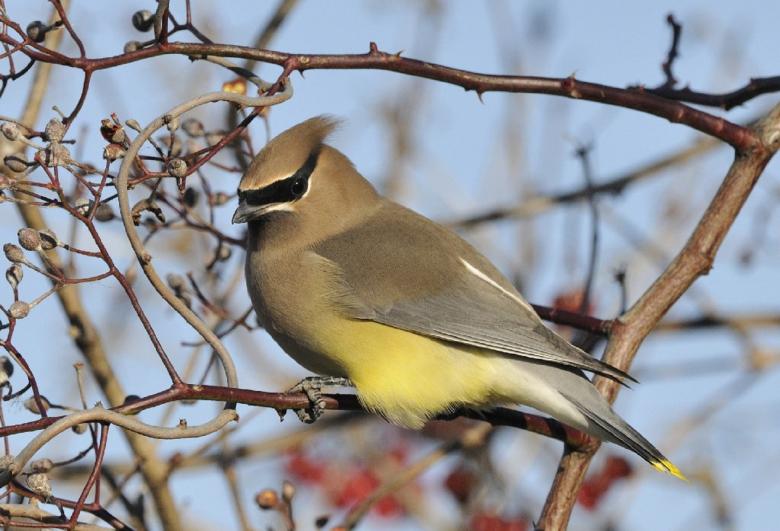 Free stock image of Cedar Waxwing created by Pixabay
