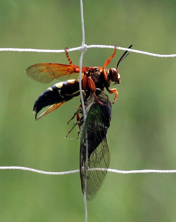 Free stock image of Cicada Killer Wasp created by Pixabay