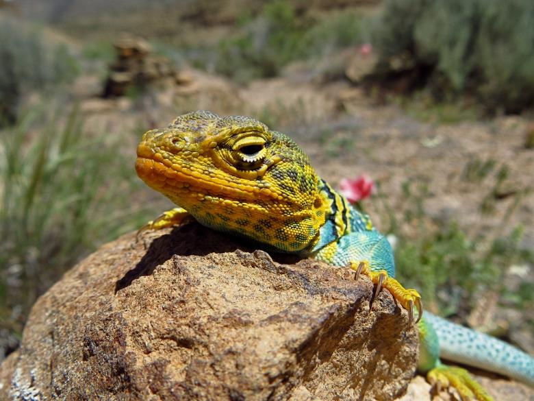 Free stock image of Collared Lizard created by Pixabay