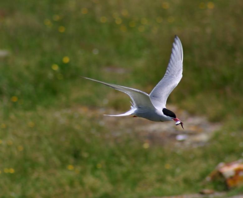 Free stock image of Common Tern created by Pixabay