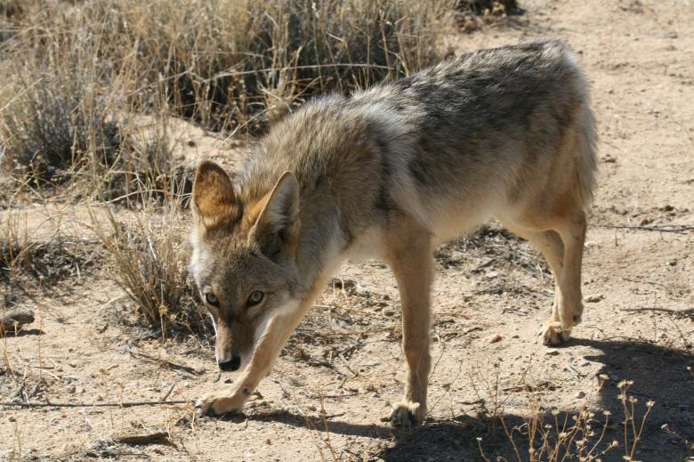 Free stock image of Wild Coyote created by Pixabay