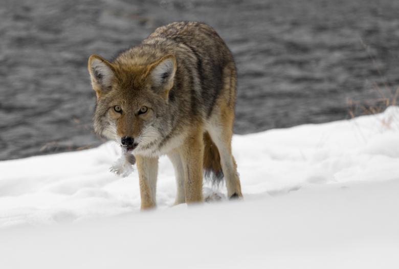 Free stock image of Wild Coyote created by Pixabay