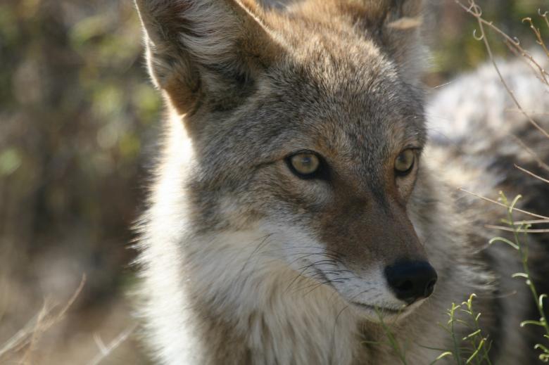 Free stock image of Wild Coyote created by Pixabay