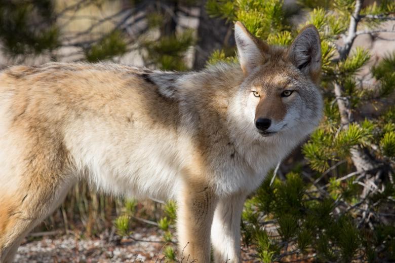 Free stock image of Wild Coyote created by Pixabay