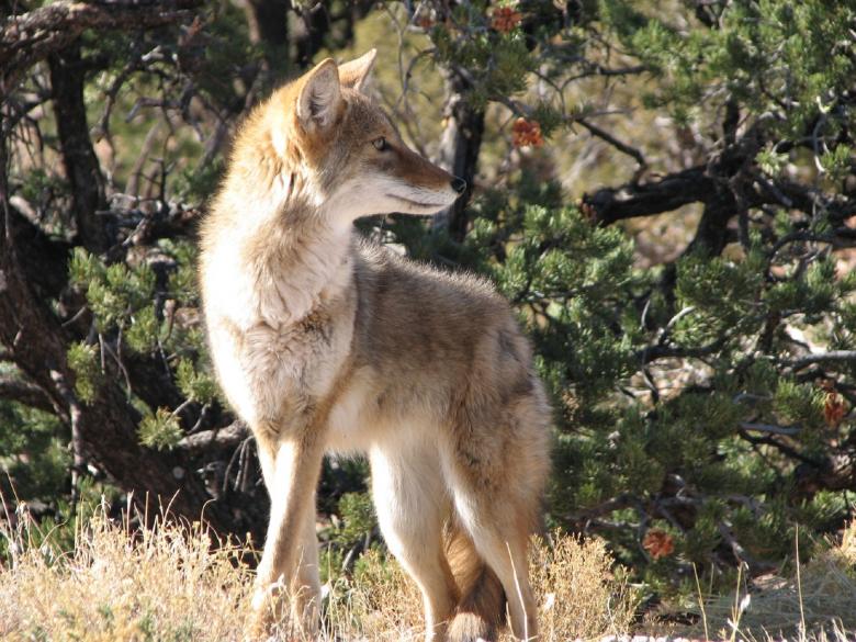 Free stock image of Wild Coyote created by Pixabay