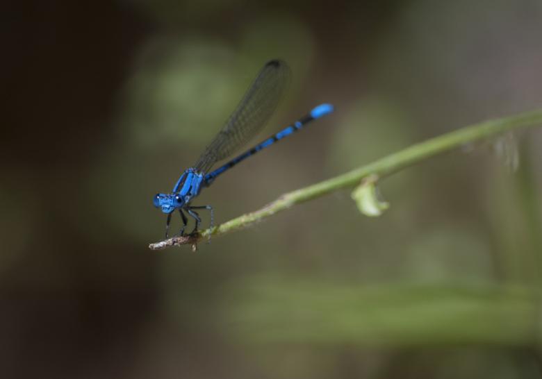 Free stock image of Damselfly on the Plant created by Pixabay