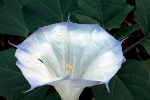 Free Stock Photo of Datura Wrightii