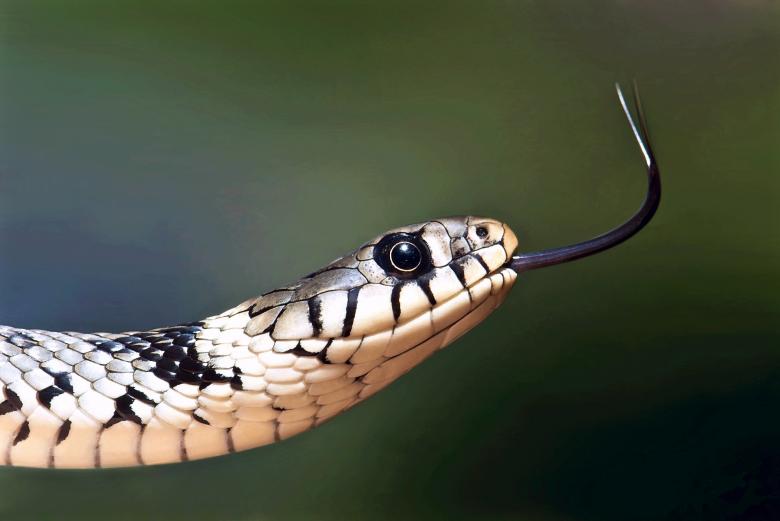 Free stock image of European Grass Snake created by Pixabay