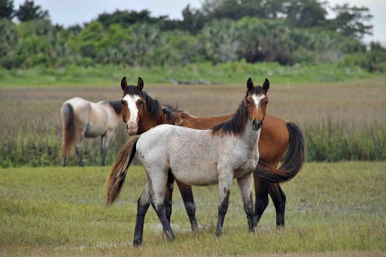 Free stock image of Feral Horses created by Pixabay