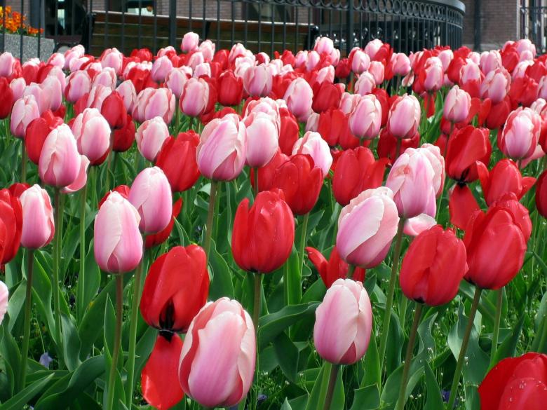 Free stock image of Flowers in the Garden created by Pixabay