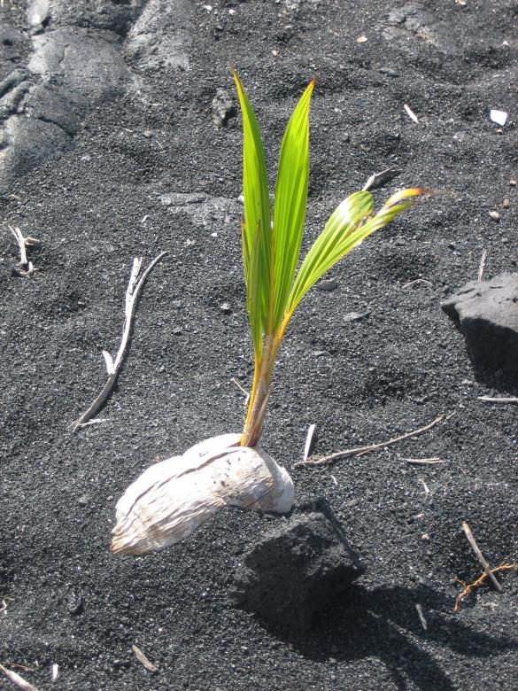 Free stock image of Germinating  created by Pixabay
