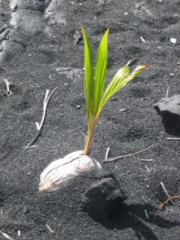 Free Stock Photo of Germinating 