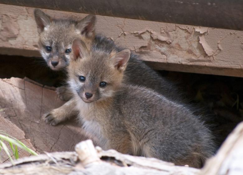 Free stock image of Gray Fox Kits created by Pixabay