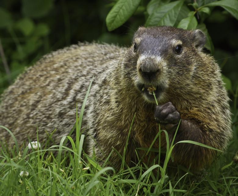 Free stock image of Wild Groundhog created by Pixabay