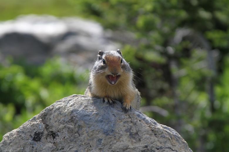Free stock image of Ground Squirrel created by Pixabay