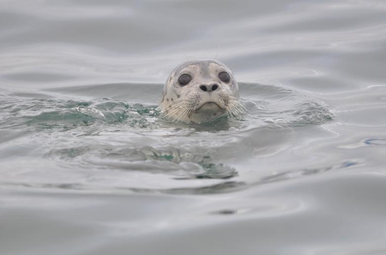 Free stock image of Harbor Seal created by Pixabay
