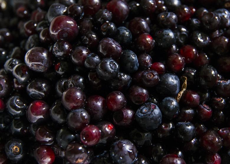 Free stock image of Fresh Huckleberries created by Pixabay