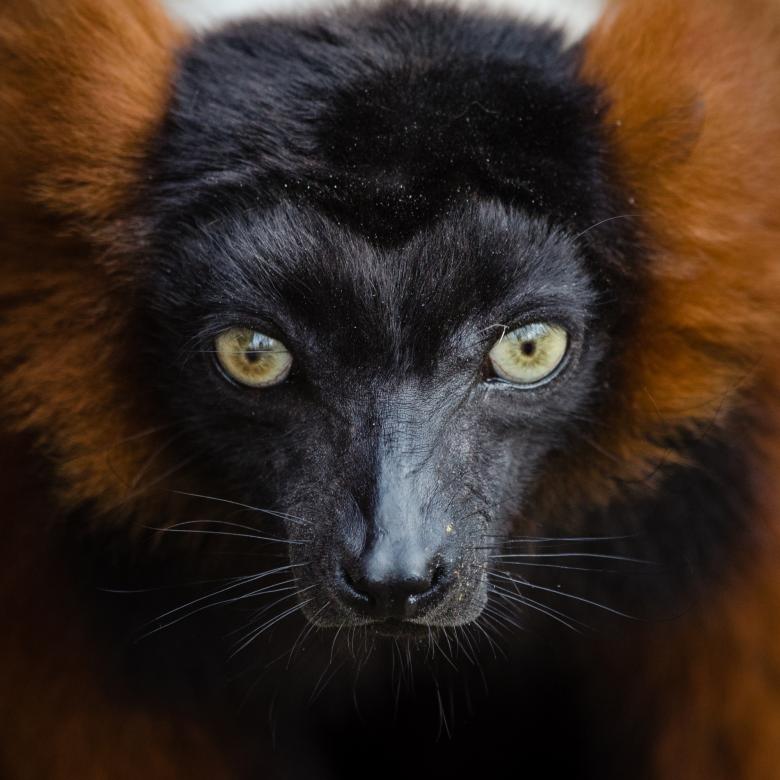 Free stock image of Lemur Closeup created by Pixabay