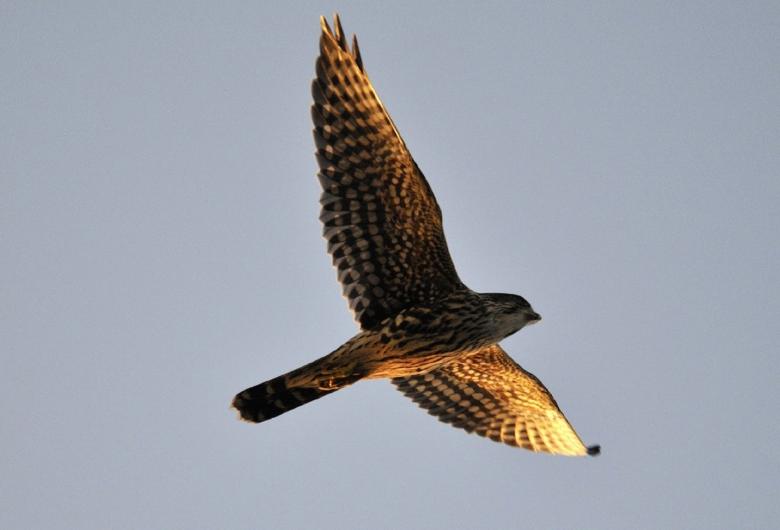 Free stock image of Merlin in the Air created by Pixabay