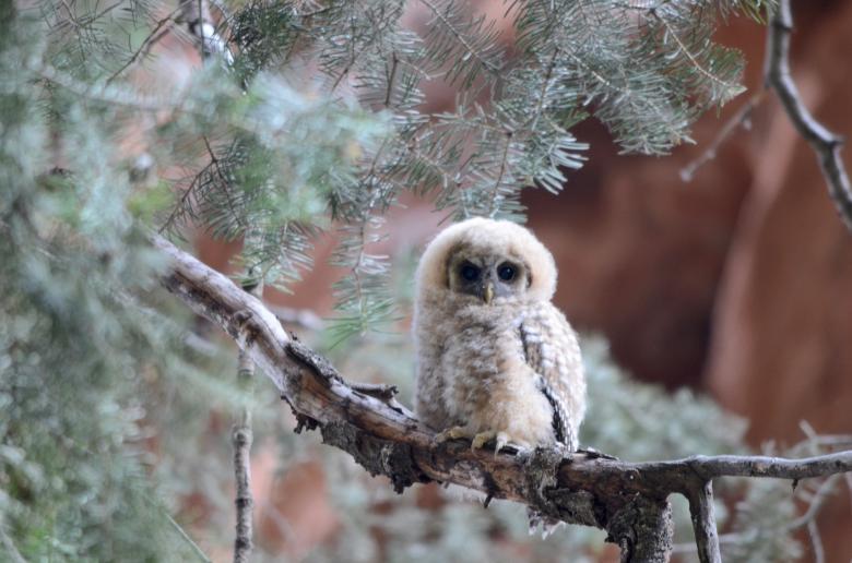 Free stock image of Mexican Spotted Owl created by Pixabay