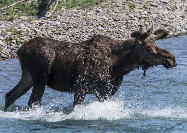 Free stock image of Moose in the River created by Pixabay