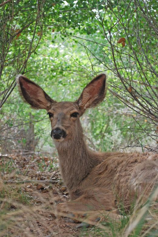 Free stock image of Mule Deer created by Pixabay