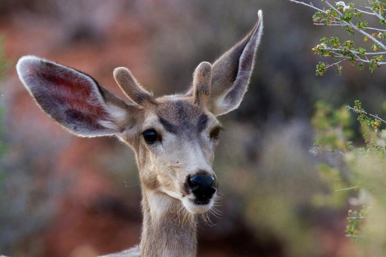 Free stock image of Mule Deer created by Pixabay