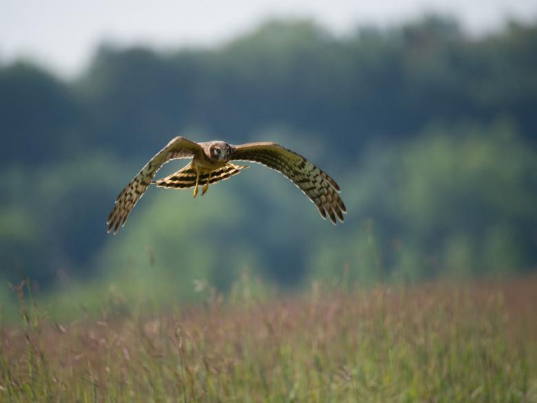 Free stock image of Northern Harrier Hunting created by Pixabay