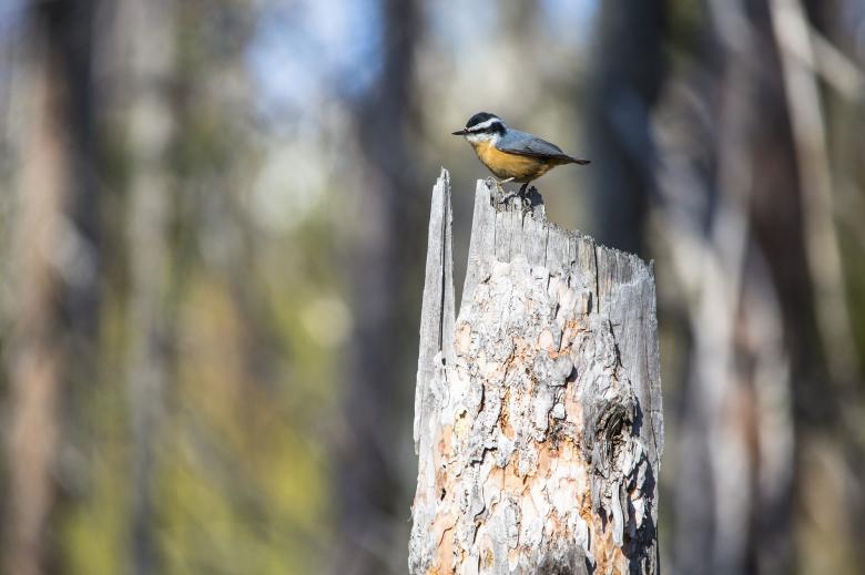 Free stock image of Red Breasted nuthatch created by Pixabay
