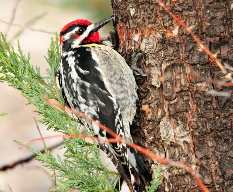 Free stock image of Red Naped Sapsucker created by Pixabay
