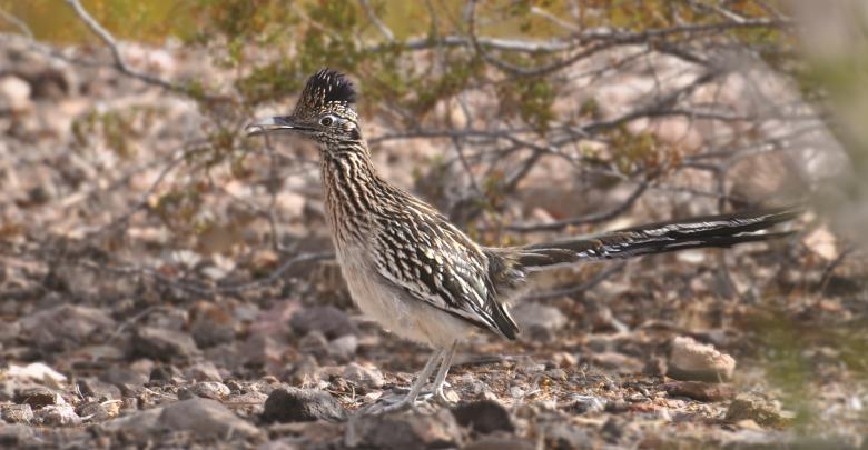 Free stock image of Road Runner created by Pixabay