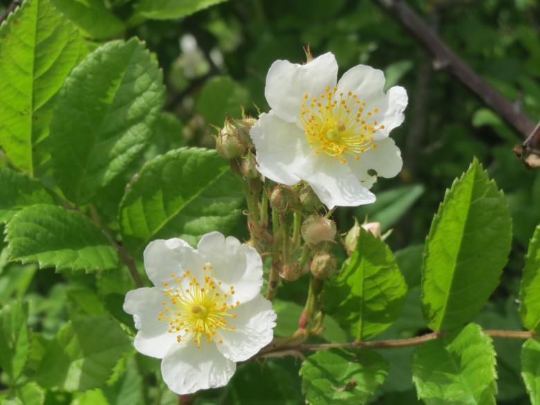 Free stock image of White Rose created by Pixabay