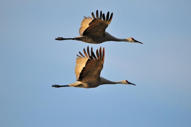 Free stock image of Sandhill Cranes Flying created by Pixabay