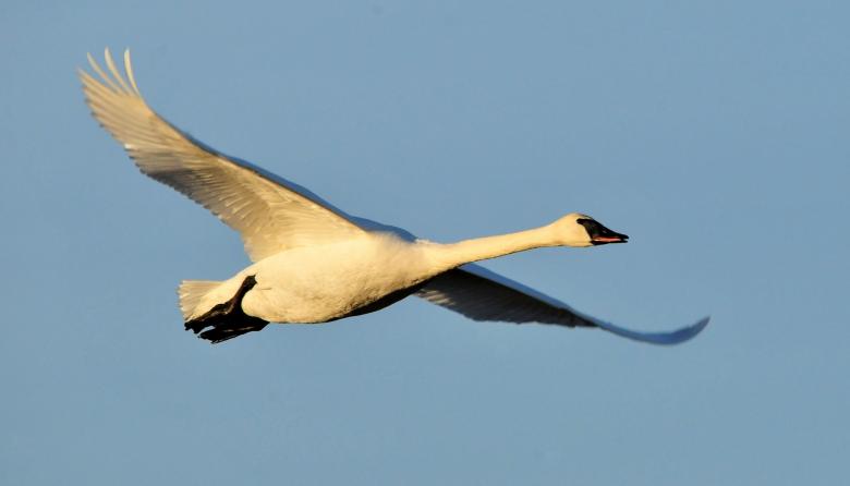 Free stock image of Trumpeter Swan created by Pixabay