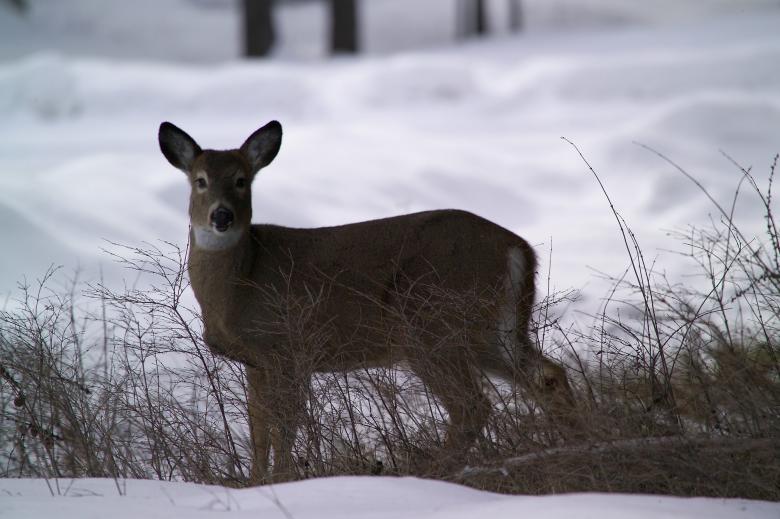 Free stock image of White Tailed Deer created by Pixabay
