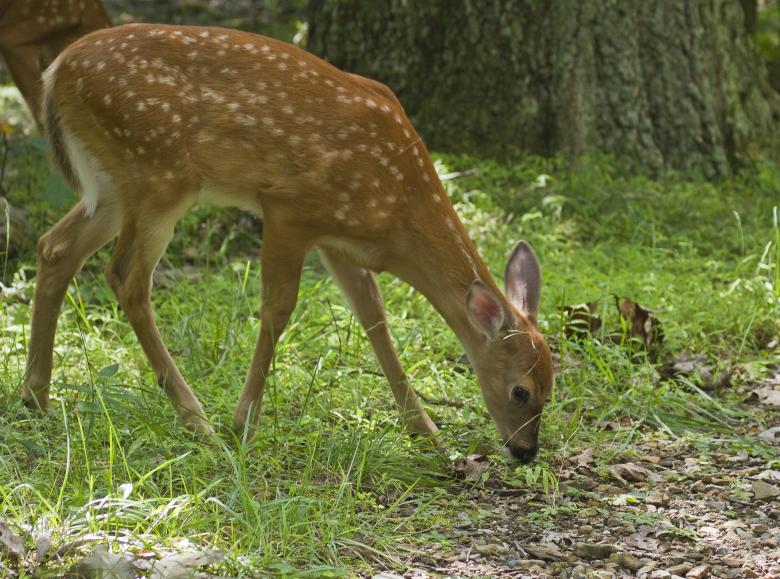 Free stock image of White Tailed Deer created by Pixabay